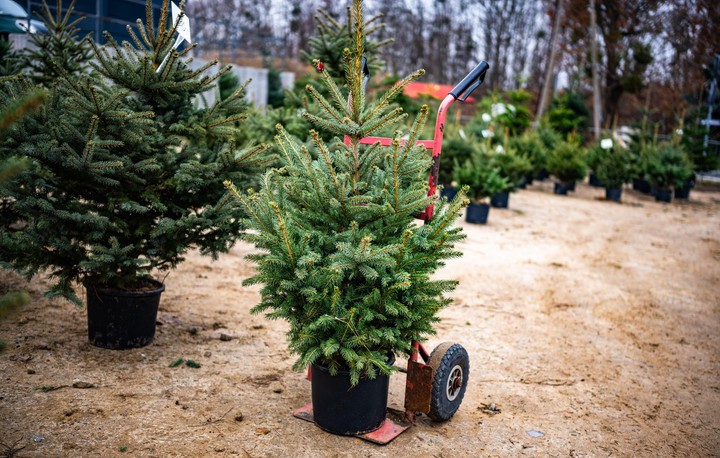 Ilustračné foto - vianočný stromček
